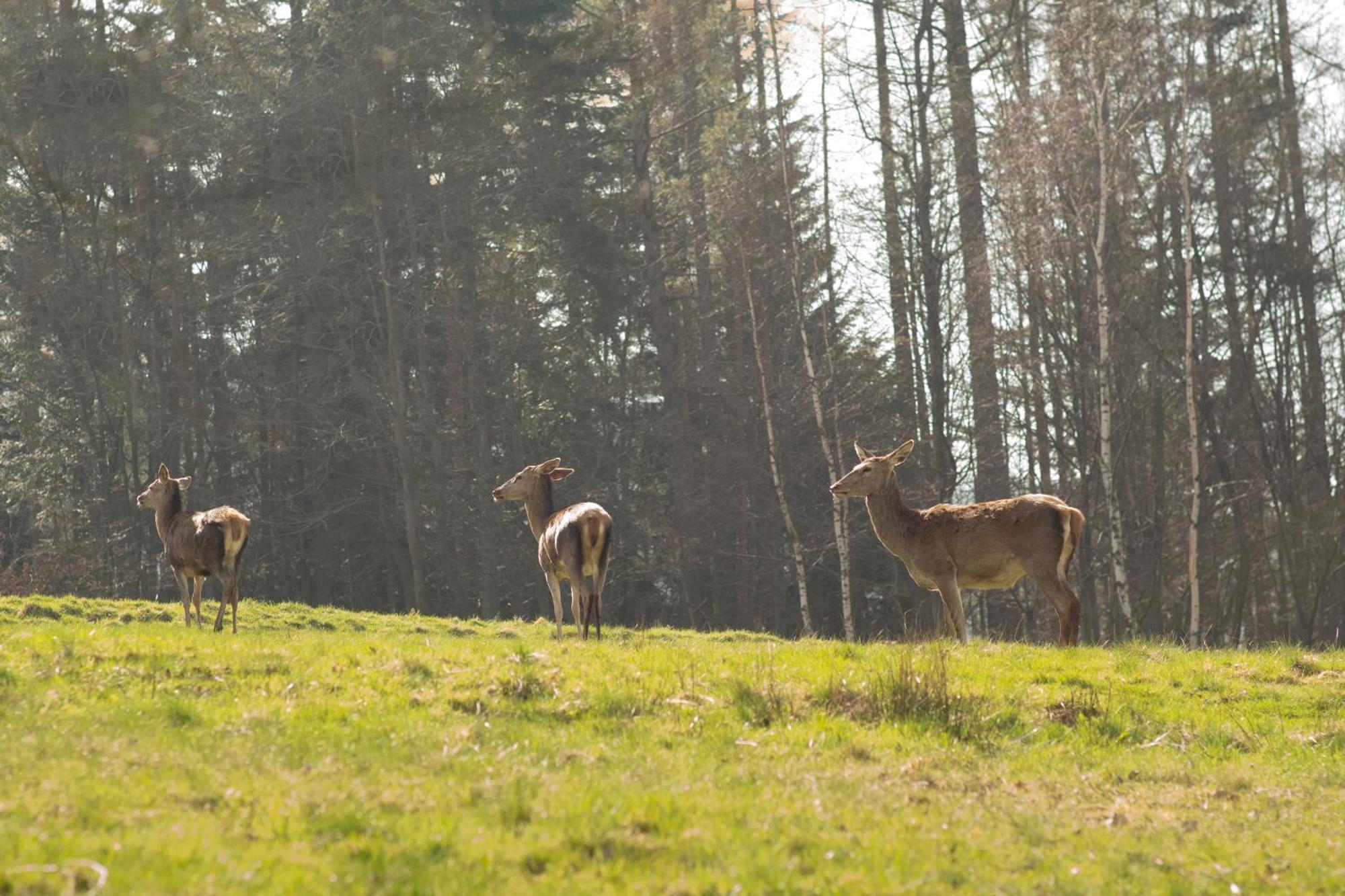 Klimatyczna U Podnoza Gory Lodge *